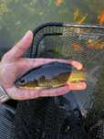 Peixes de lago disponiveis, carpas e cometas
