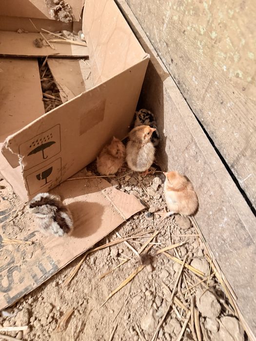 Aves capoeira pintos