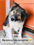 Pilne!! Lupine ok 2 let.przekochany piesek czeka na adopcję Celestynów