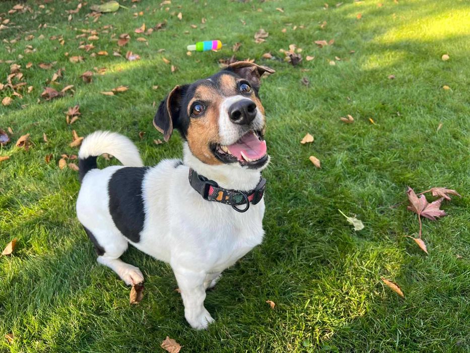 Podaruj dom przyjacielskiej suni w typie jack russel terrier