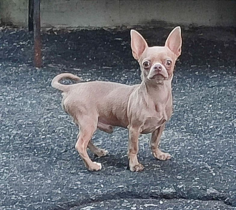 В'язка. Ліловий красень чихуахуа.