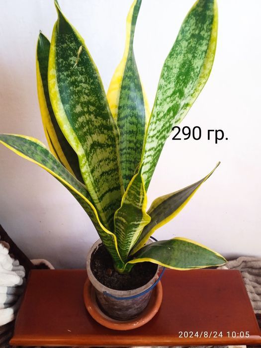 Сансевиерия, сансевьера, санса