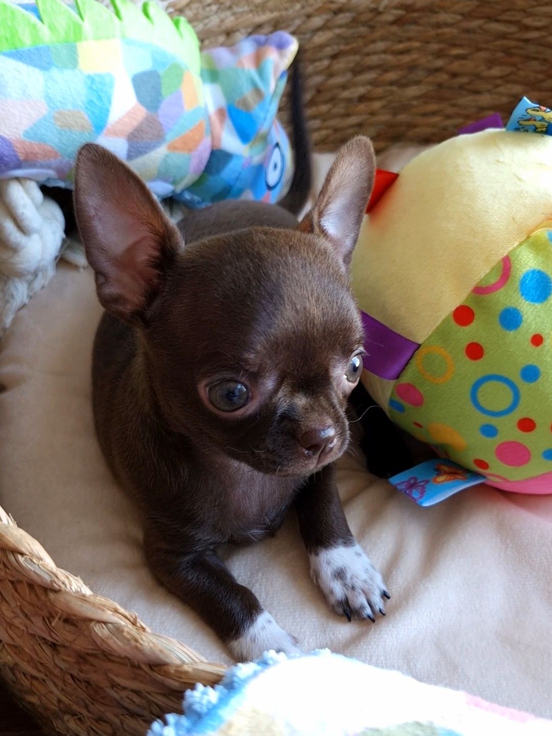 Czekoladowa dziewczynka Chihuahua ** CANDY **