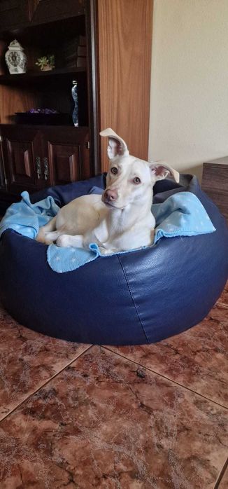 Petsitting Animals Care