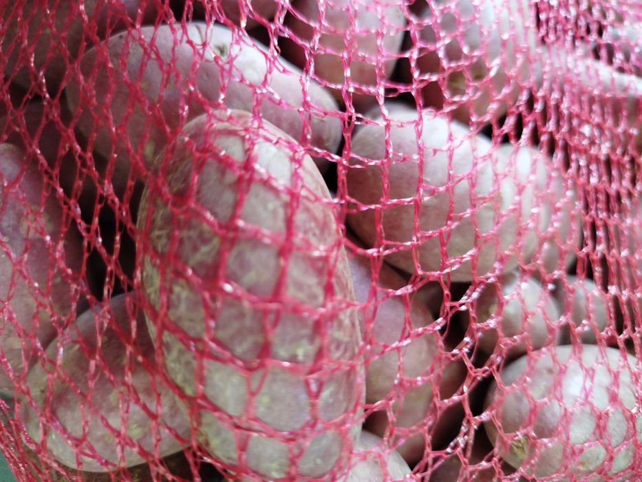 Batata pequena para assar