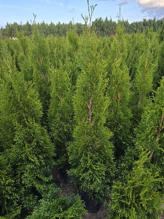 Tuja Smaragd 180 cm Dostawa gratis tuje 120 szmaragd brabant białystok