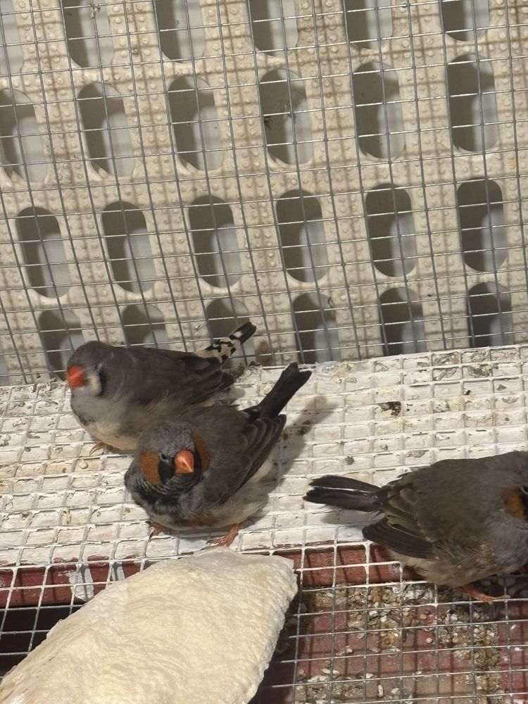 Mandarins de exposição