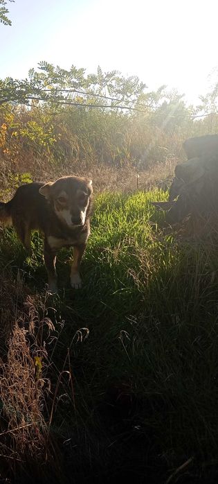 Собака даром, в добрі руки