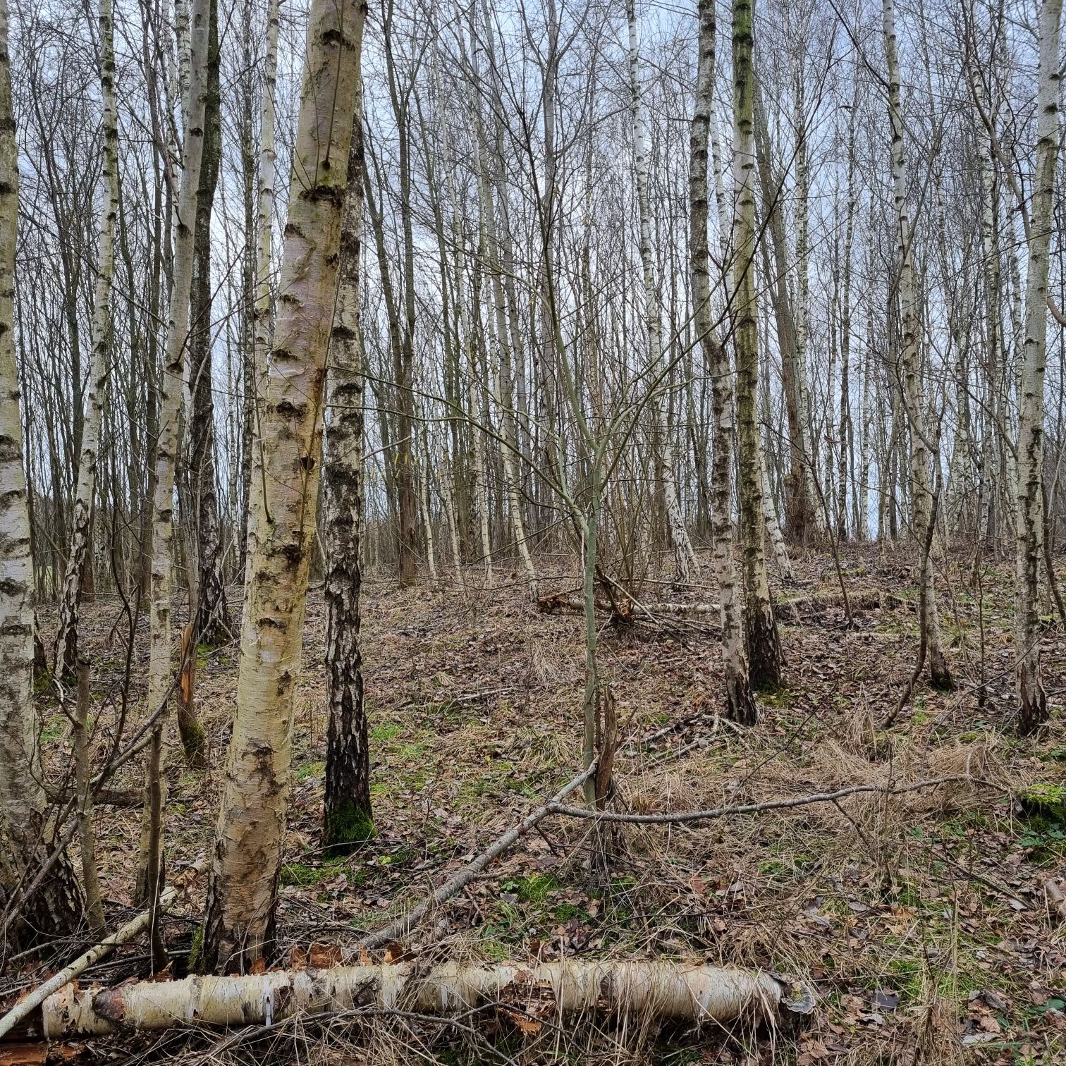 Działka rolna, pod rekreacje,  jezioro Narie, warmia, mazury