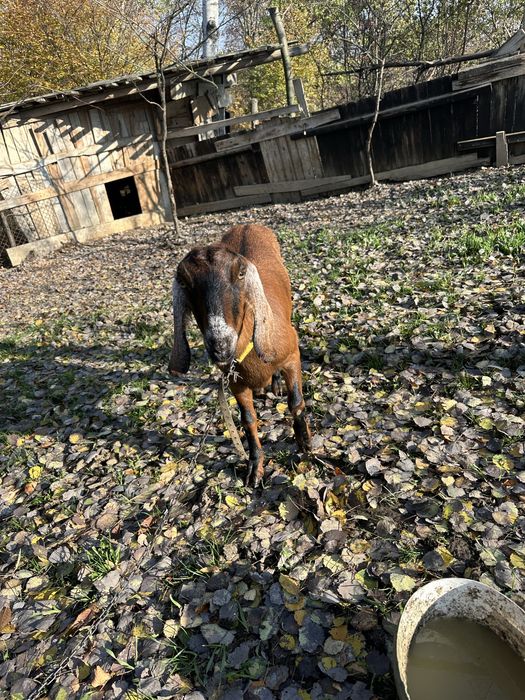 Коза козел прості кози і козел