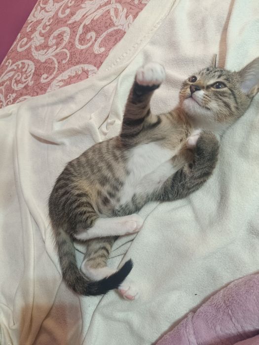 Mały kociak cudo słodkie Lafi do adopcji