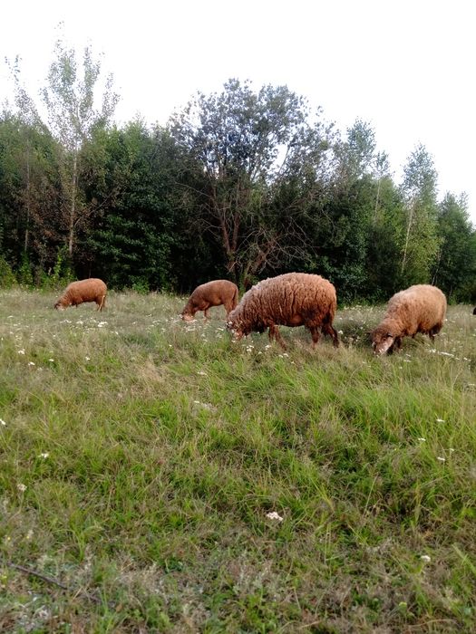 Продам вівці,овечки.