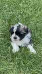 Szczeniaki shih tzu