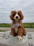 Mały piesek cavapoo