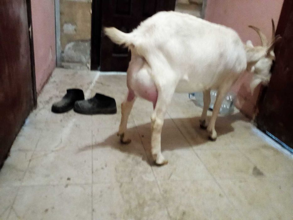 козы зааненско нубийские