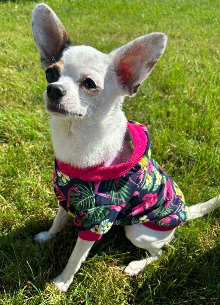 Bluza dresowa  ubranko dla psa mops grzywacz york na miare