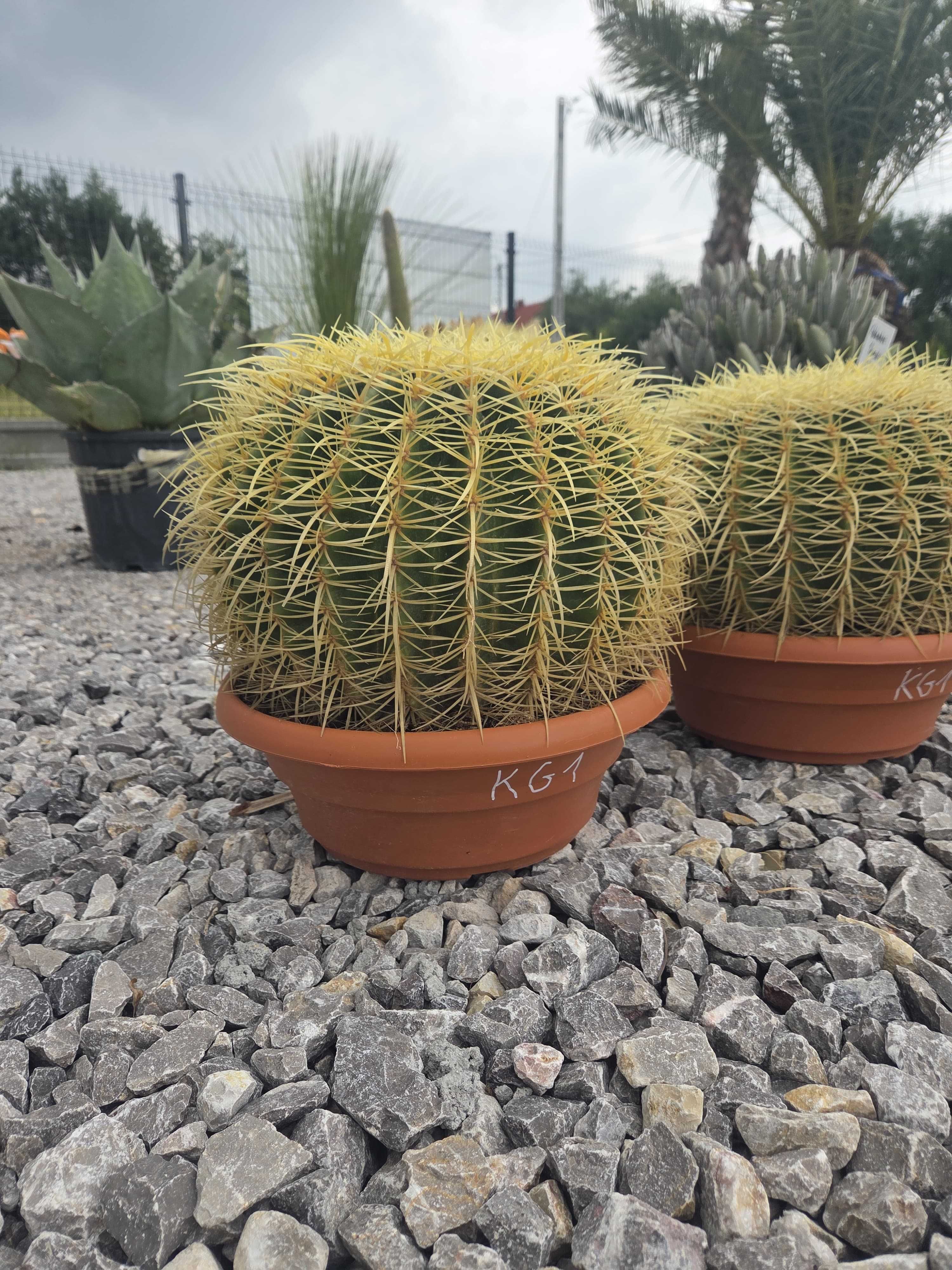 Echinocactus grusonii Kaktus Grusona