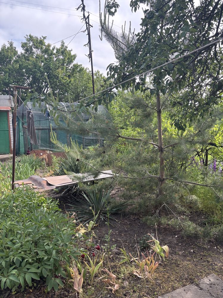 Продам дачу «Сади прогрес» маяк-3, Волосське, Новоолександрівка