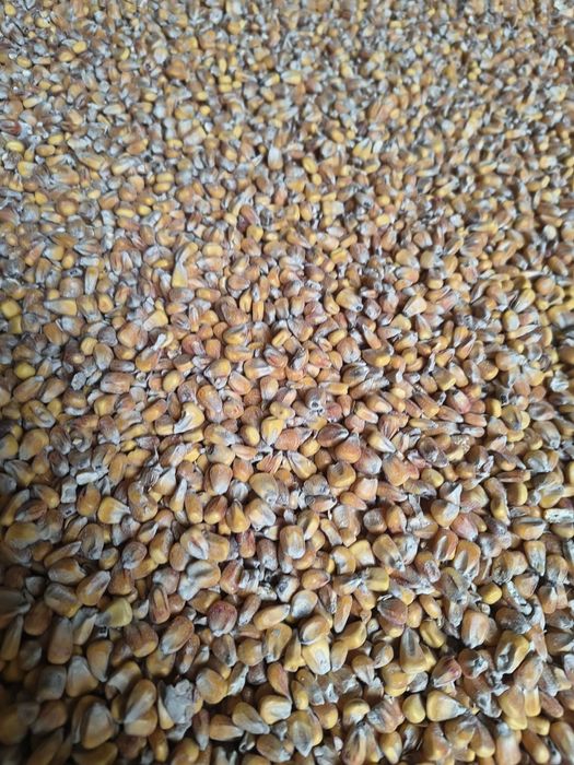 Kukurydza sucha worki,bigbagi,luzem