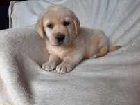 Labrador retriever ,labradory piesek biszkoptowy ZKwP FCI