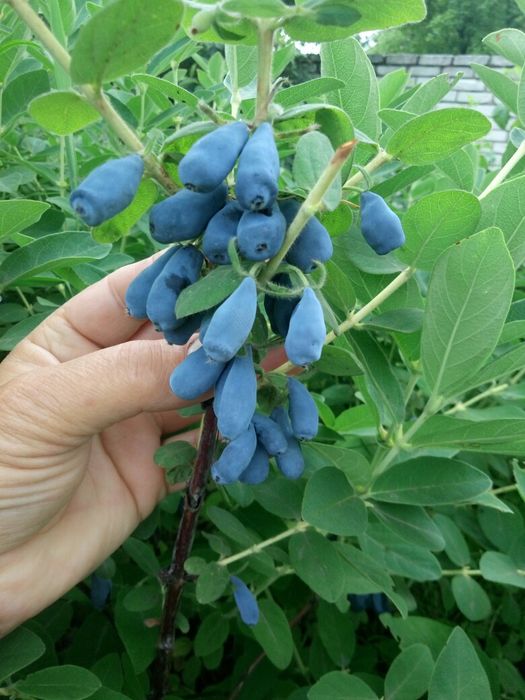 актинідія жимолость гумі фундук