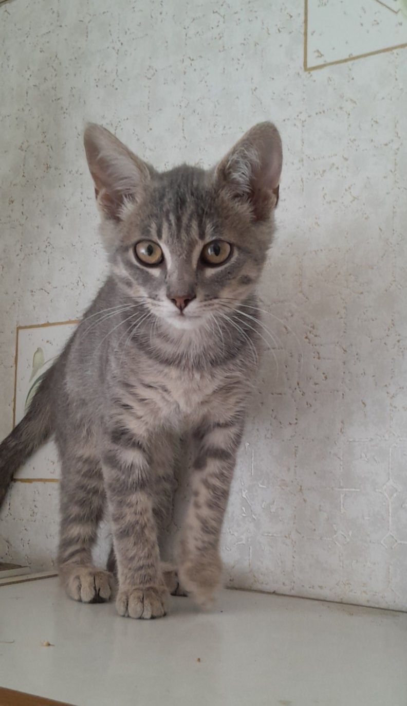 Маленький полосатый котёнок мальчик ищет дом! Котята! Отдам в хорошие