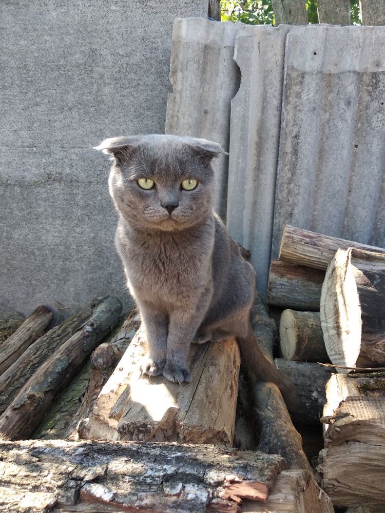 Котики шукають дім