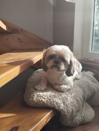 Suczka shihtzu oddam w dobre ręce