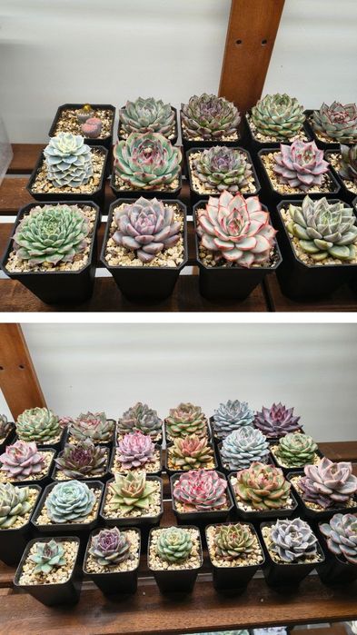 Lote de Echeveria
