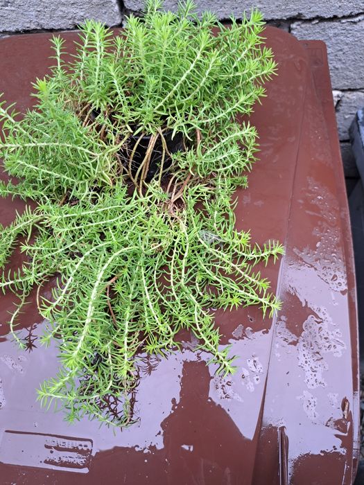 Rozchodnik nicejski,duża sadzonka