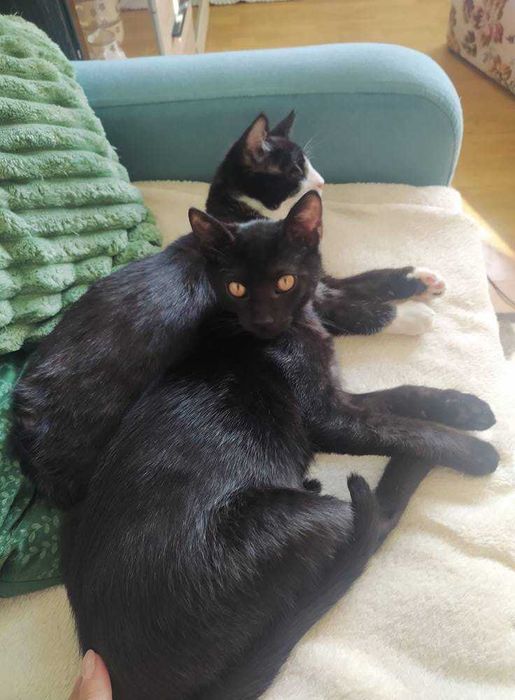 wesołe kociaki do oddania w dobre rece