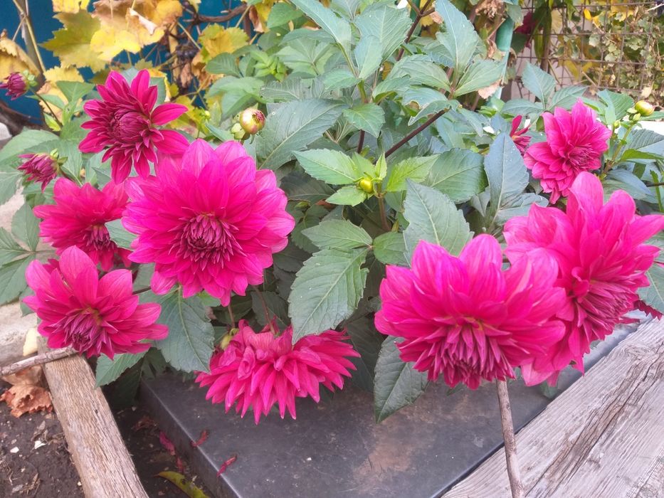 Клубни  георгины