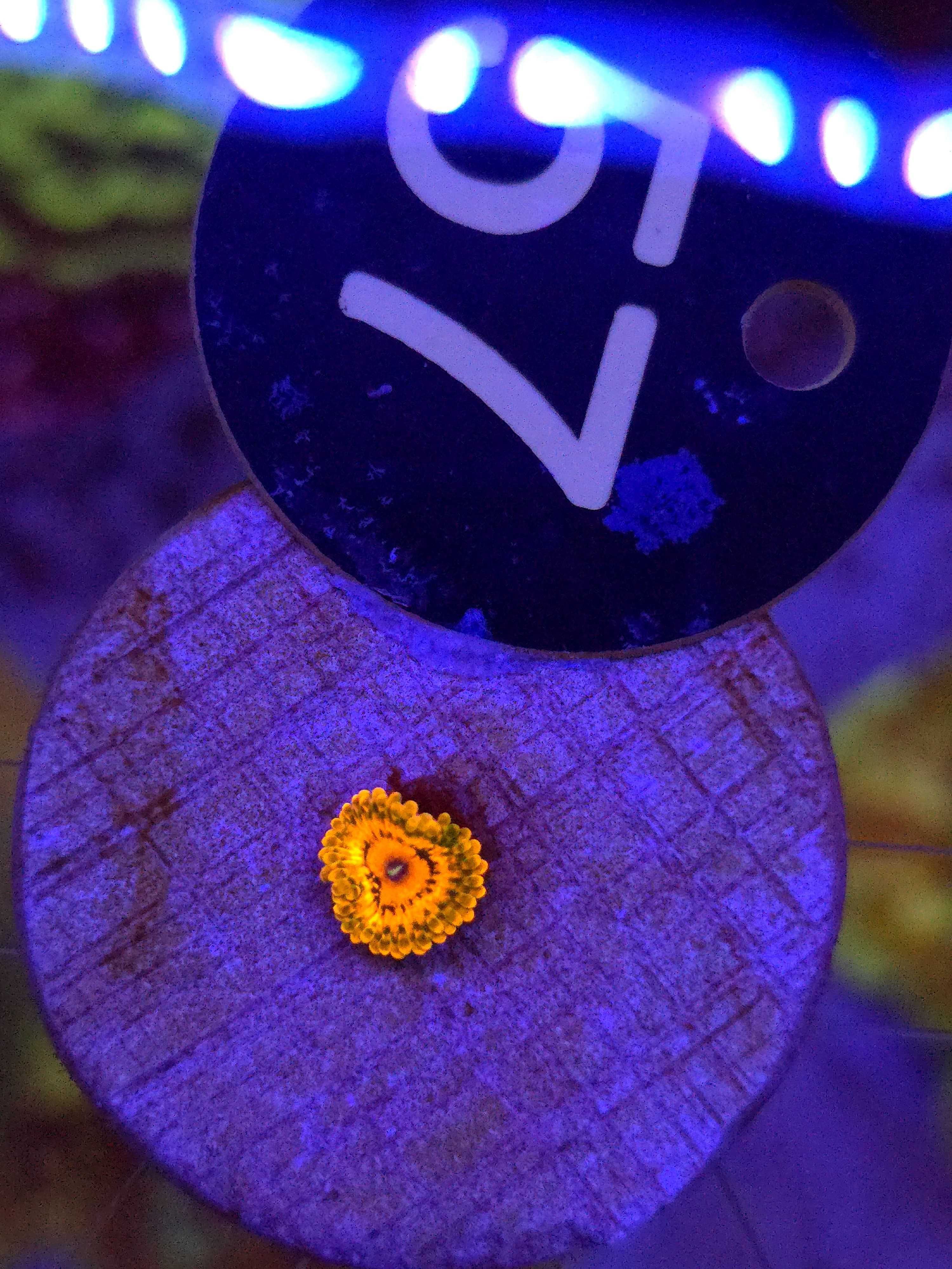Zonathus Zoa Grand Master Kraktoa WYSIWYG #57 koralowce