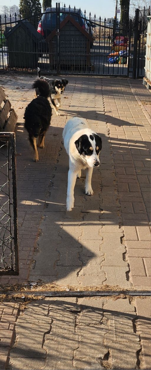 Lakuś do adopcji