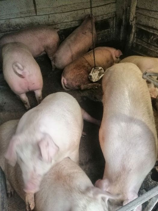 Пропоную домашні свині