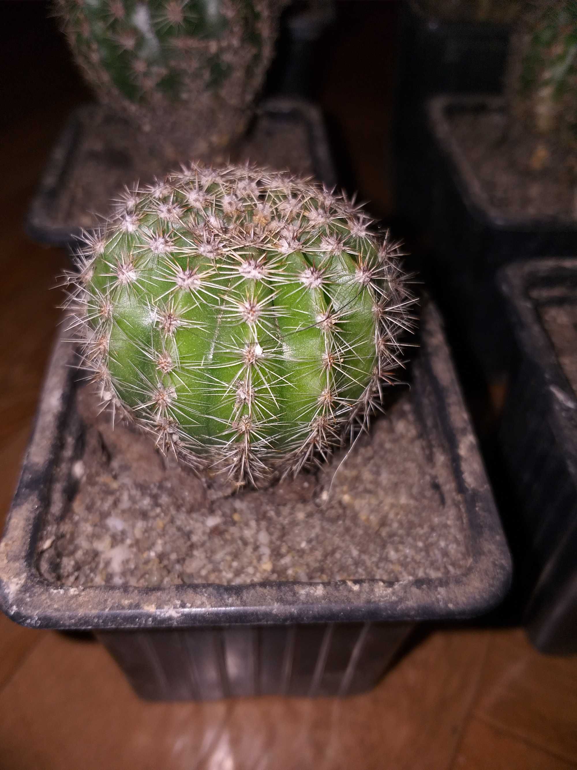 Kaktus (sadzonki)