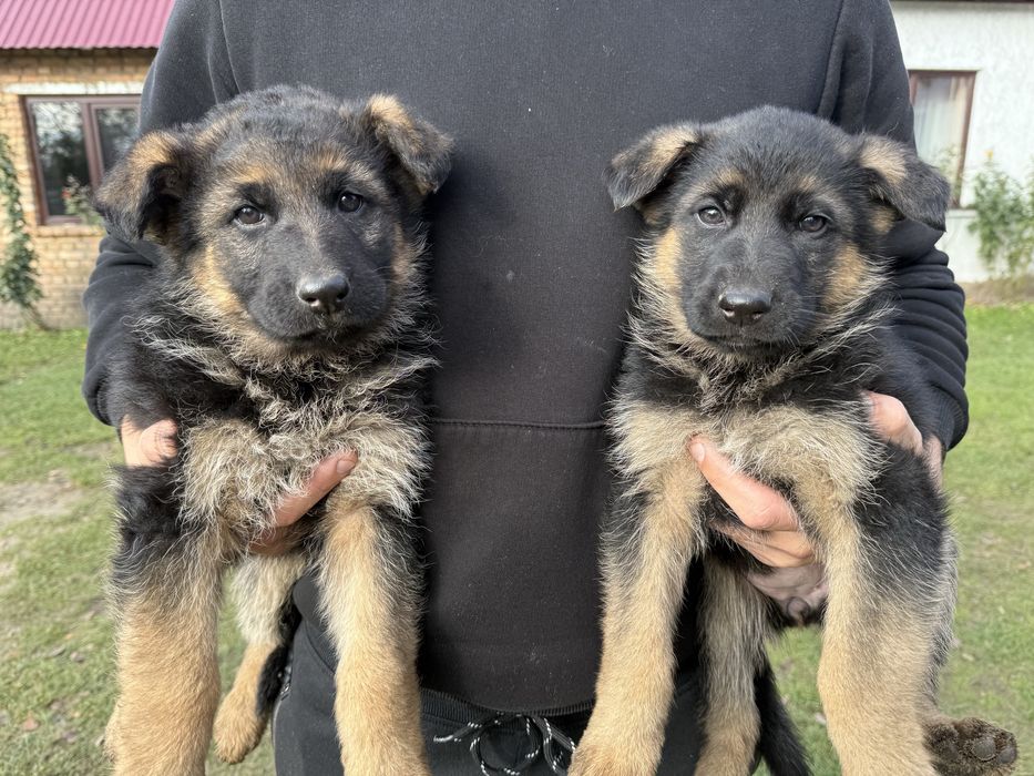 Цуценята німецька вівчарка
