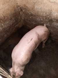Продам кнурика кабан свині