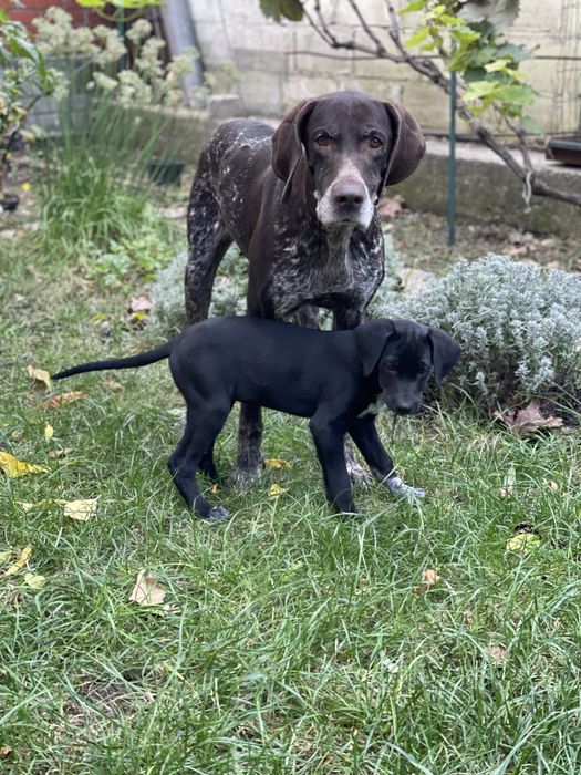 Щенок курцхаар в хорошие руки  2,5 мес девочка