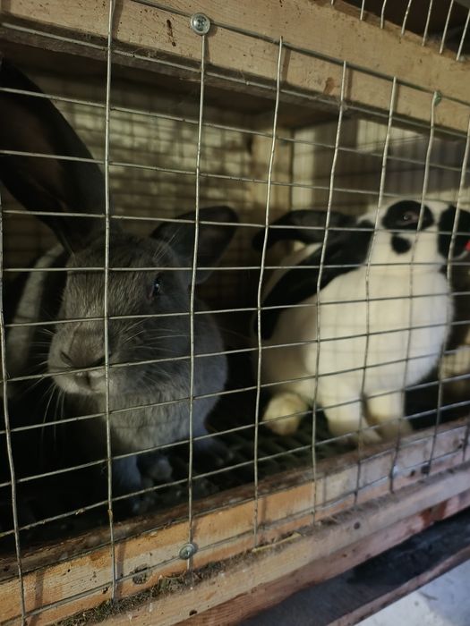 Продам кролики німецький строкач велетень.