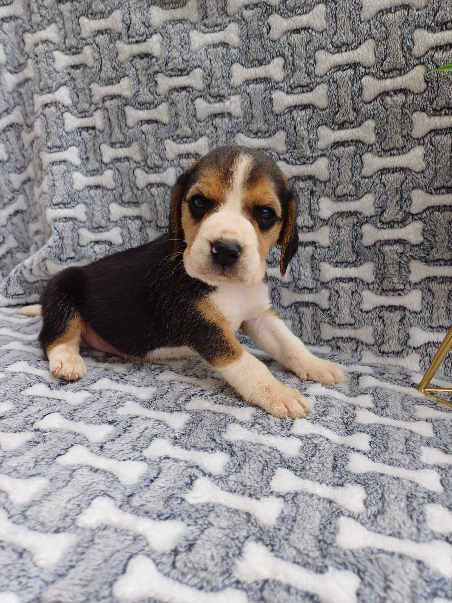 Beagle suczka 8 tygodni