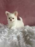 Chihuahua przepiękna sunia Kely