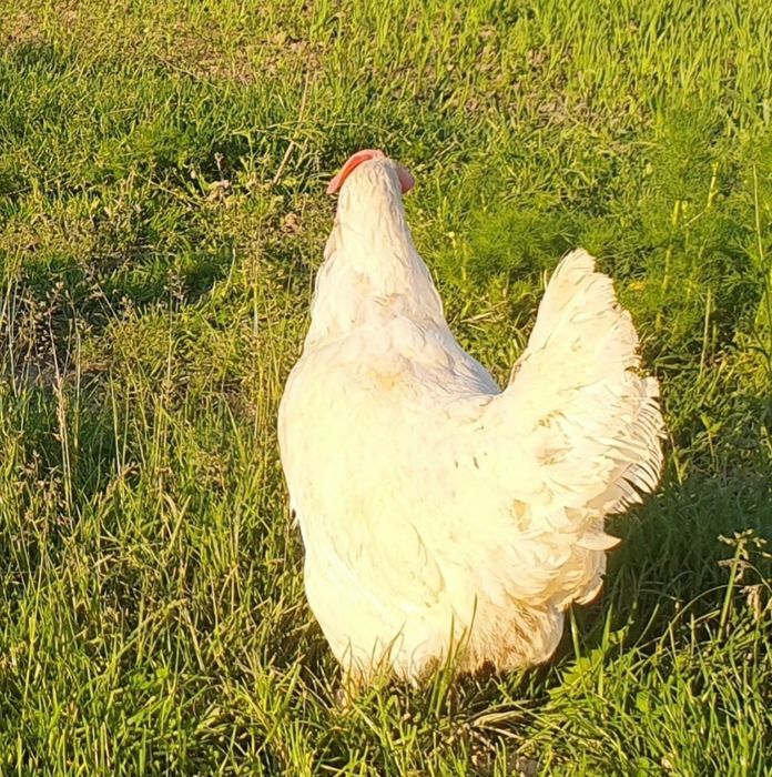 Kury nioski *transport Nowy Sącz