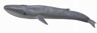 Blue Whale, Collecta
