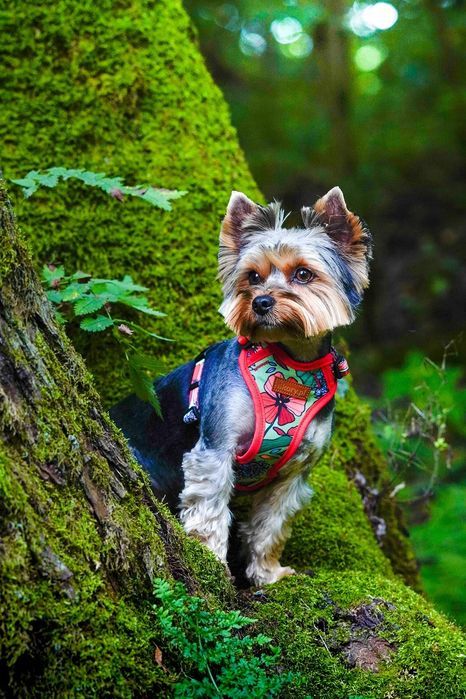 regulowana obroża dla małego psa maltańczyka shih tzu xs 15 mm kwiaty