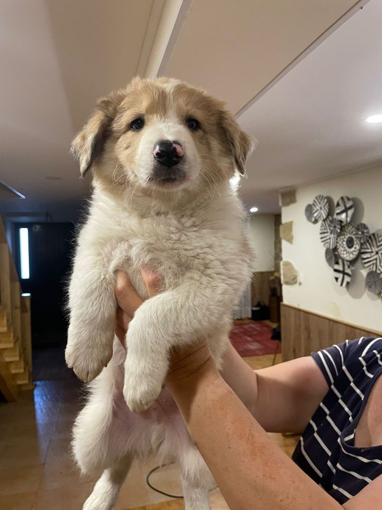 Collie cachorro macho