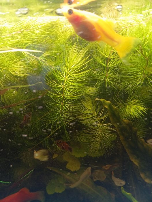 Rogatek - sztywny roślinka akwariowa