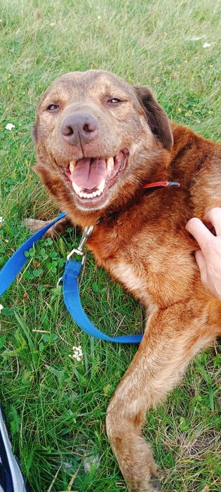 Piękny Dingo szuka domu