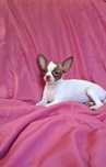 Malutka suczka Chihuahua