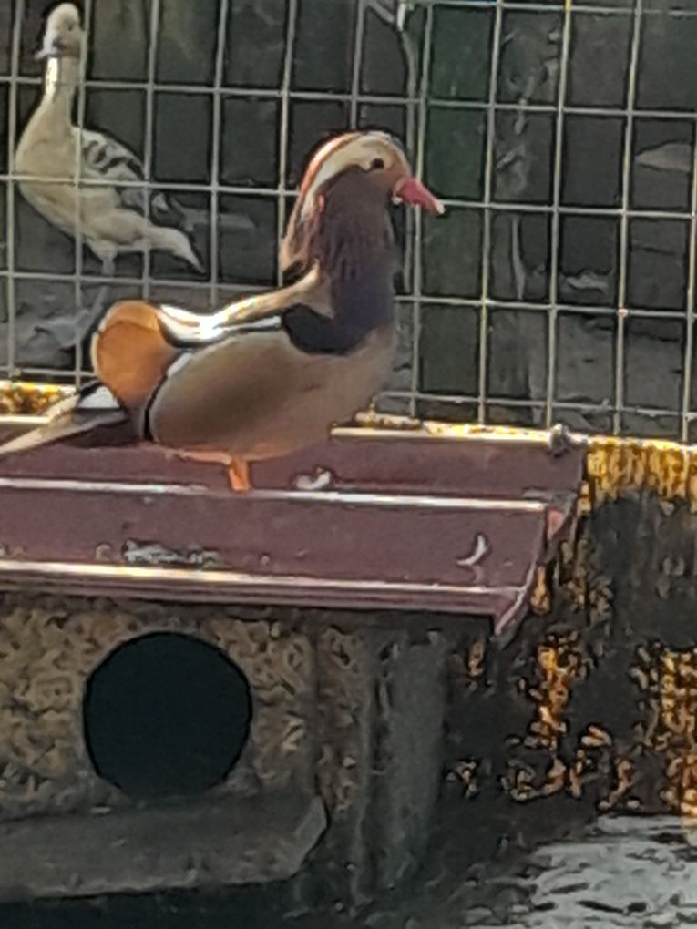 Patos mandarins ,faisões